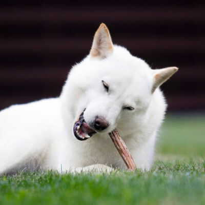 4 major dangers of bully sticks for dogs