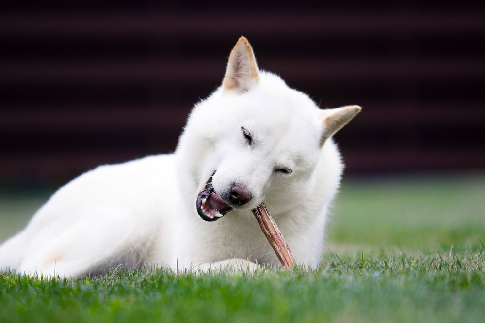 4 major dangers of bully sticks for dogs