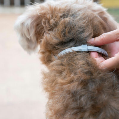 8 common mistakes when using flea and tick collars on dogs