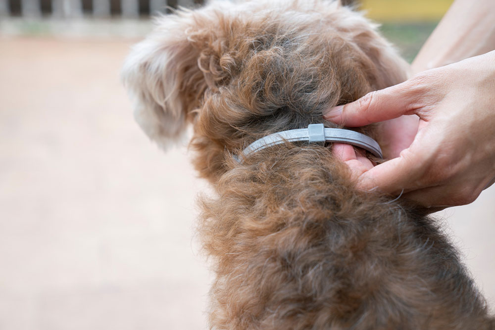 8 common mistakes when using flea and tick collars on dogs