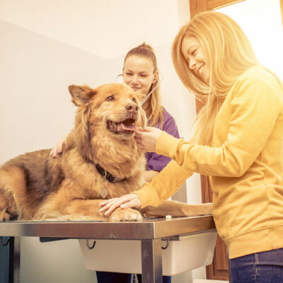 Home remedies and management options for joint pain in dogs