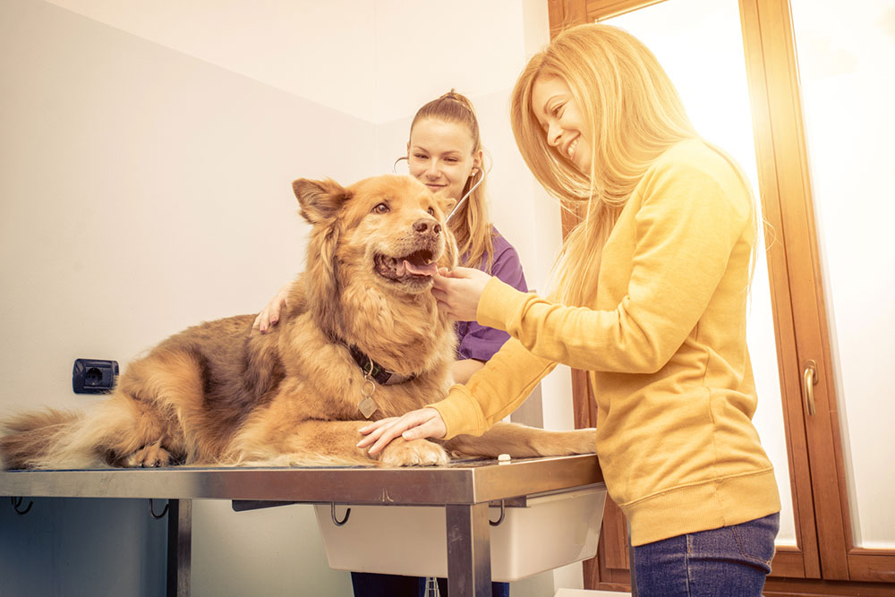 Home remedies and management options for joint pain in dogs