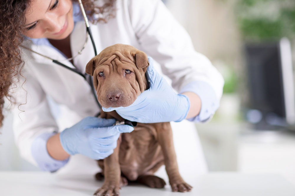 How to recognize and care for a sick dog