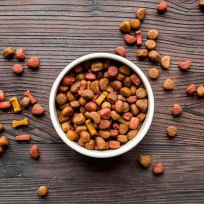 Popular types of dog food and tips to choose