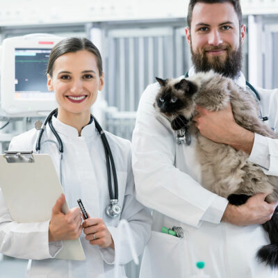 Signs and management of urinary tract infection in cats