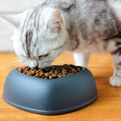 Top 7 vet-recommended foods for cats