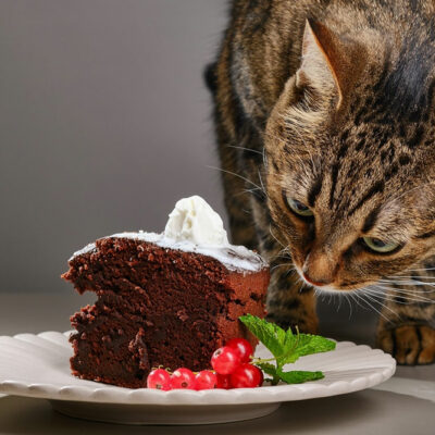 Top 9 unsafe foods for cats