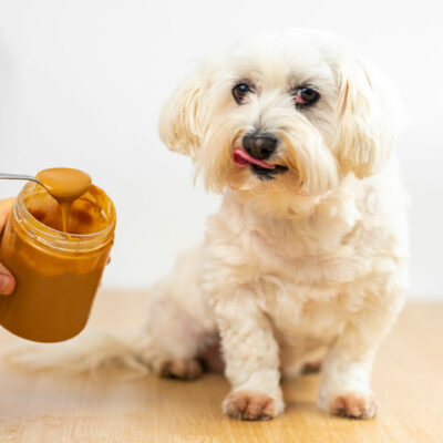 Top 9 human foods that dogs can enjoy