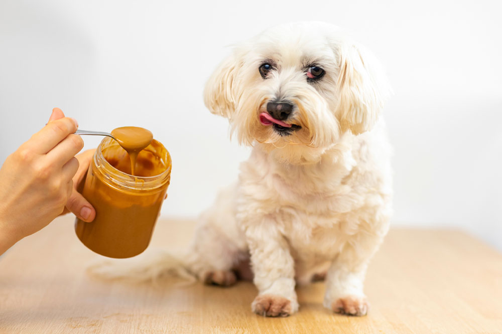 Top 9 human foods that dogs can enjoy