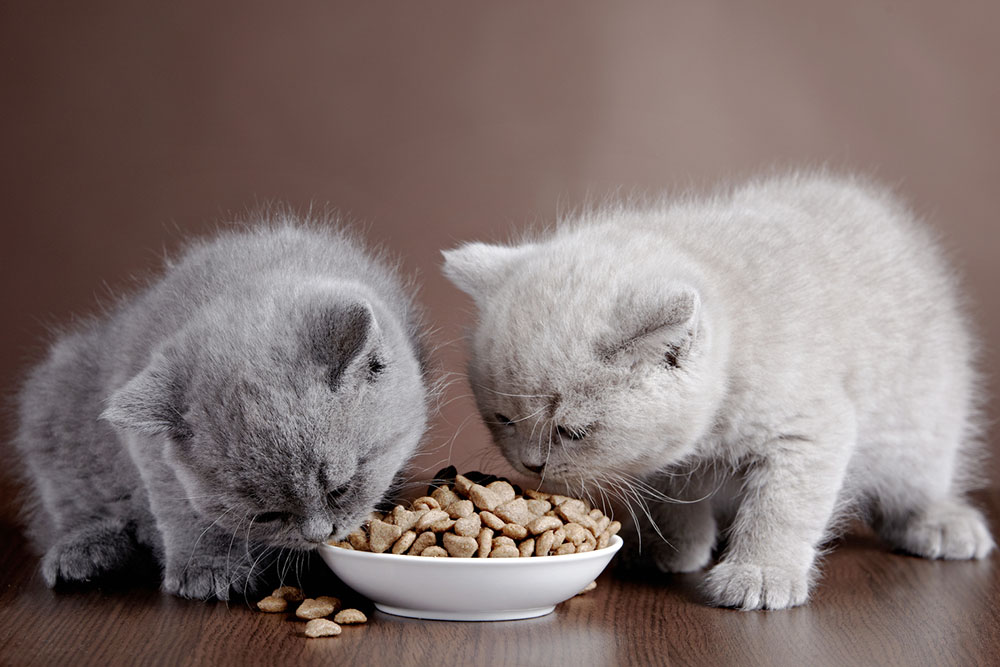 16 Black Friday Cat Food Deals to Expect in 2023