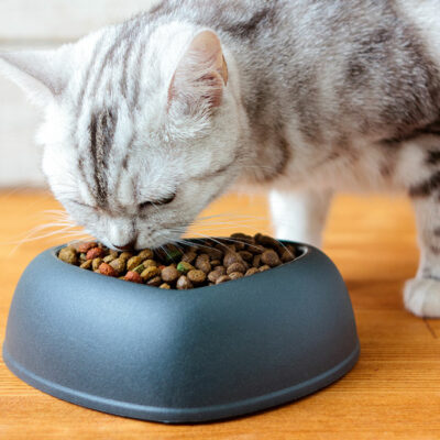 10 Best Cat Food Deals to Expect for Black Friday 2023