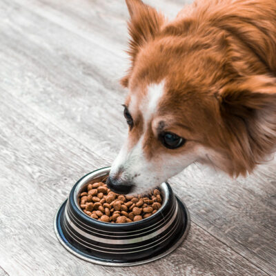 10 best dog food deals during Black Friday 2022