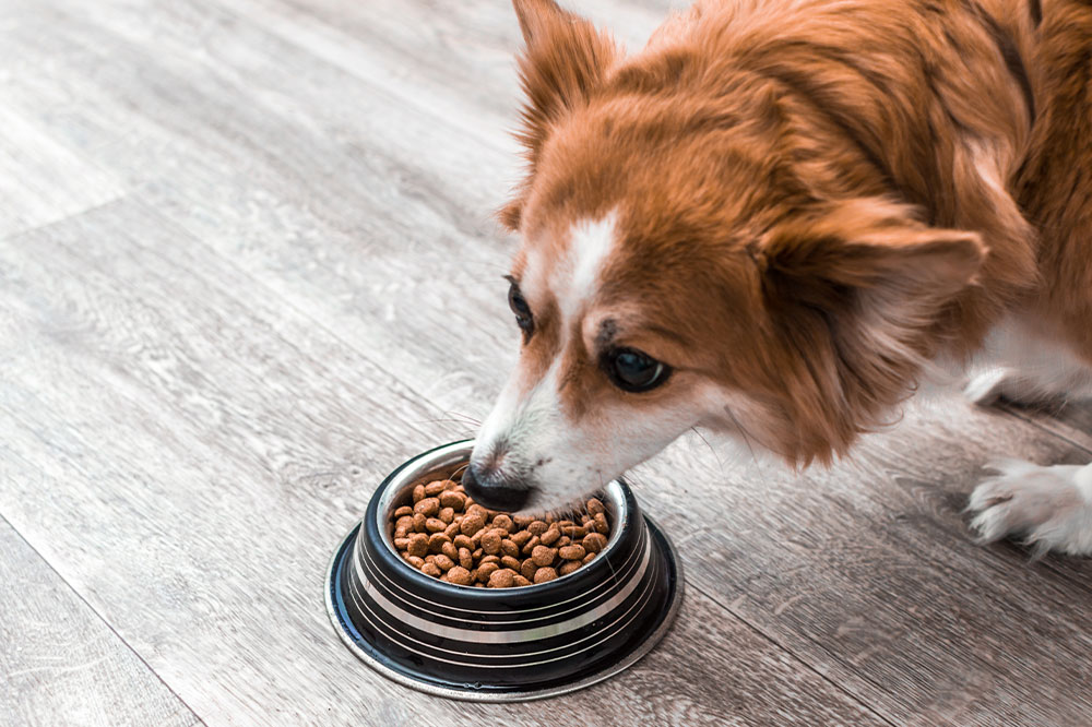 10 best dog food deals during Black Friday 2022