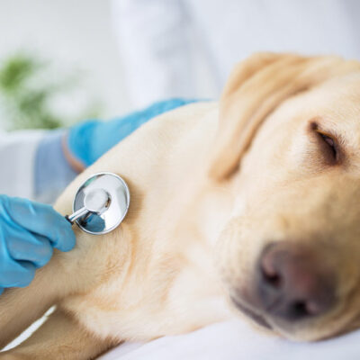 10 Signs of Illness to Look Out for in Dogs