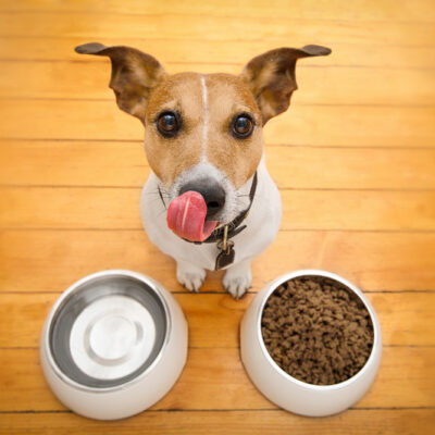 11 healthy human foods for dogs