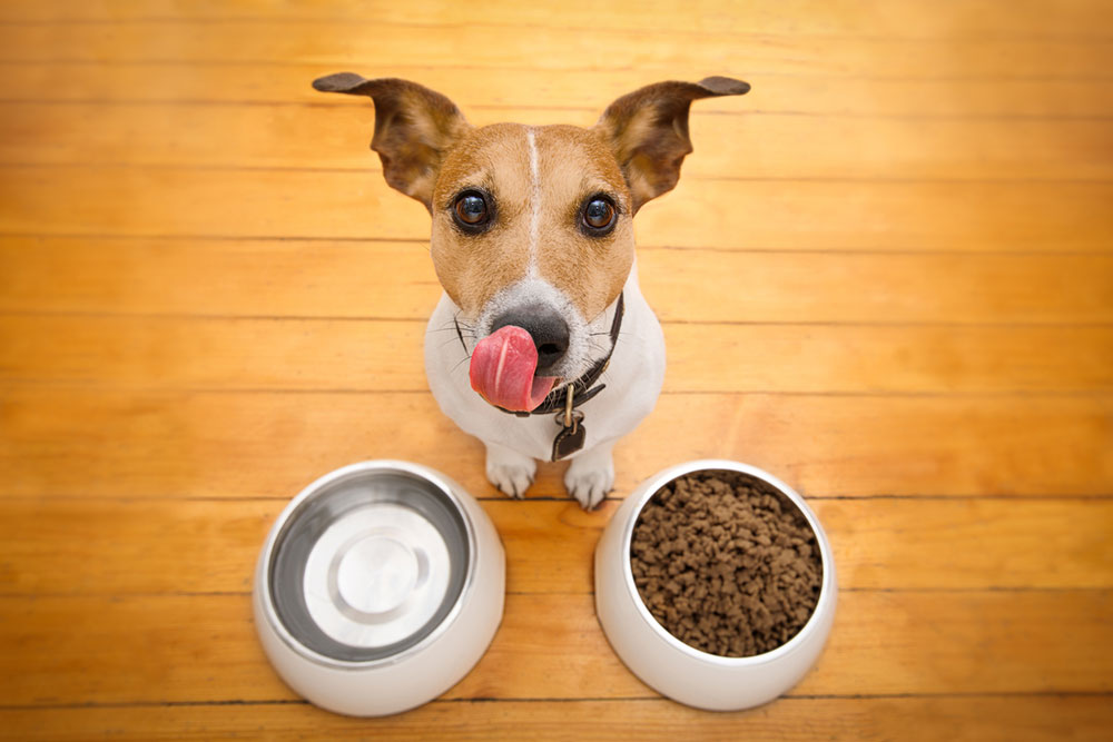 11 healthy human foods for dogs