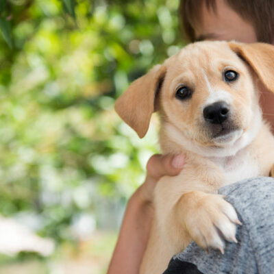 12 mistakes to avoid when adopting a dog