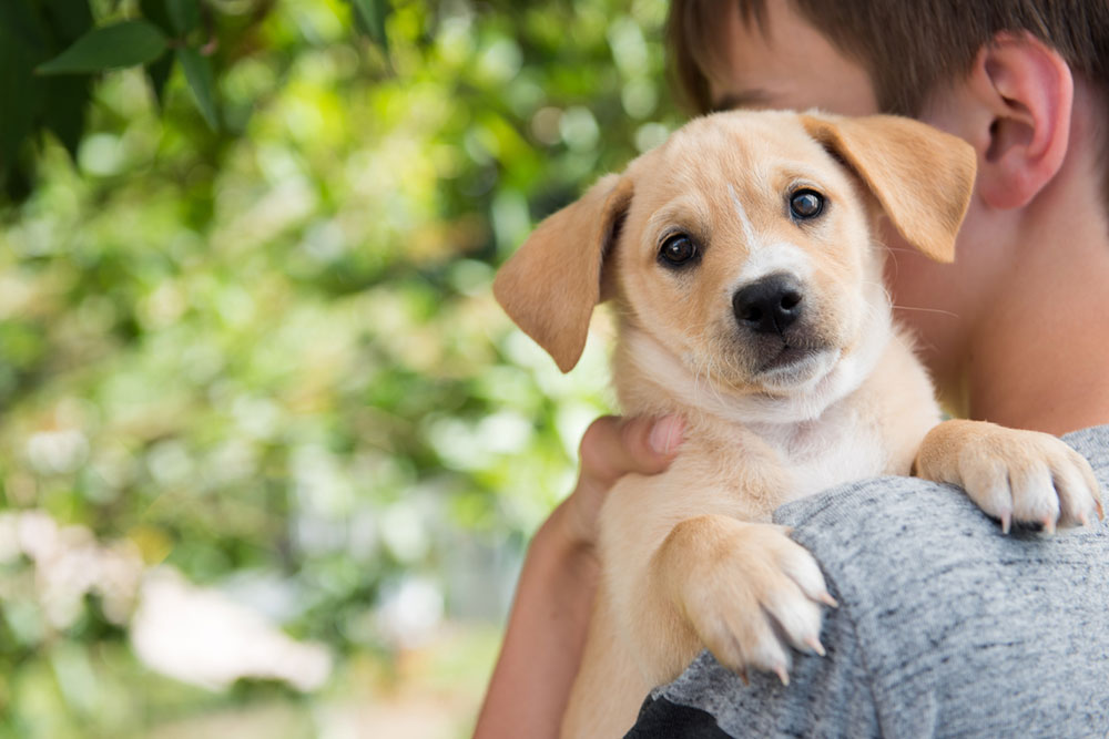 12 mistakes to avoid when adopting a dog