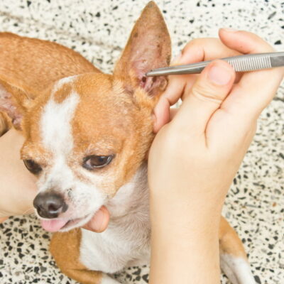 5 home remedies to prevent flea and tick infestation