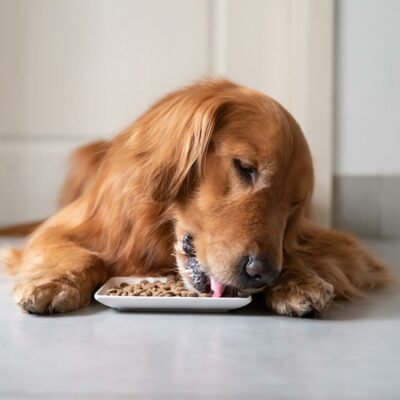 6 types of dog foods that pet owners should know about