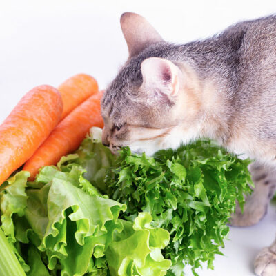 7 home foods that can be safely shared with cats