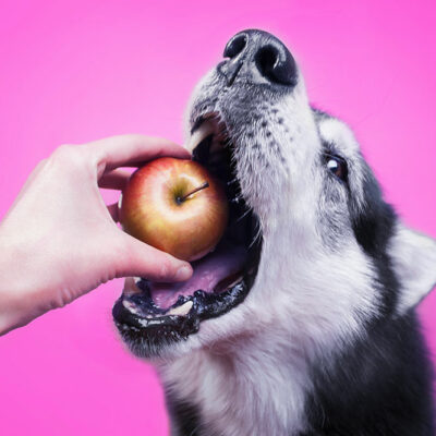 7 human foods safe for consumption by dogs