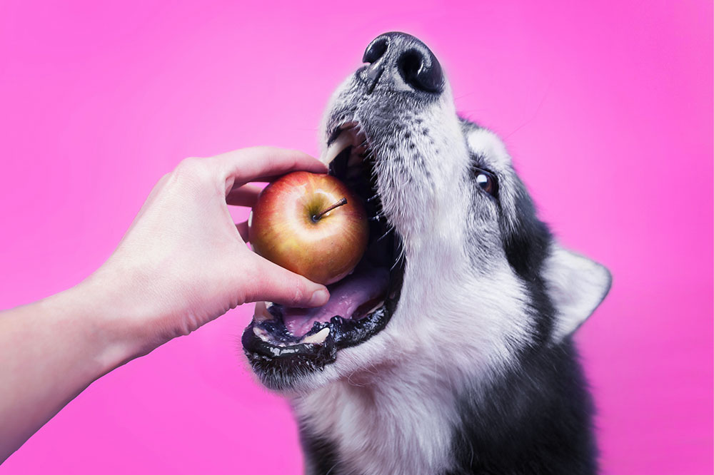 7 human foods safe for consumption by dogs