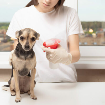 7 kitchen ingredients to effectively fight fleas on dogs