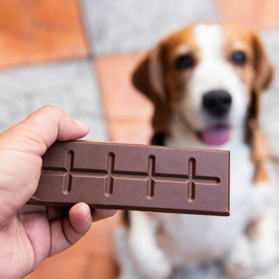 9 common human foods that are unsafe for dogs